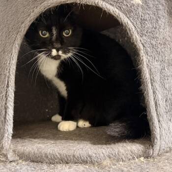 Emmy -  Domestic Short Hair Cat for Adoption in Long Beach, Mississippi - Emmy | PetCurious