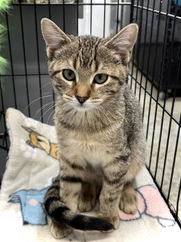 Rescue Domestic Short Hair Cats for Adoption in Estherville, Iowa - Lynx | PetCurious