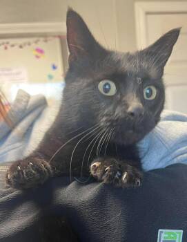 Domestic Short Hair Cats Available for Adoption in Bolivar, Missouri - Mist | PetCurious