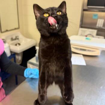 Fist Bump -  Domestic Short Hair Cat for Adoption in Charlottesville, Virginia - Fist Bump | PetCurious