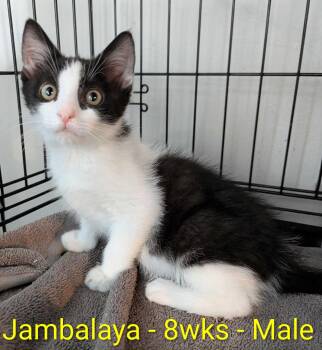 Jambalaya -  Domestic Short Hair Cat for Adoption in Seven Valleys, Pennsylvania - Jambalaya | PetCurious