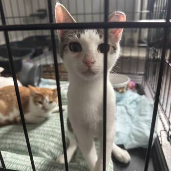 Tiger -  Domestic Short Hair Cat for Adoption in West Deptford, New Jersey - Tiger | PetCurious