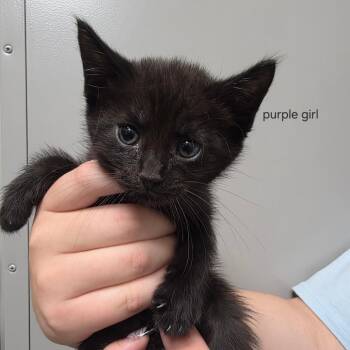 Jordan -  Domestic Short Hair Cat for Adoption in Sand Springs, Oklahoma - Jordan | PetCurious