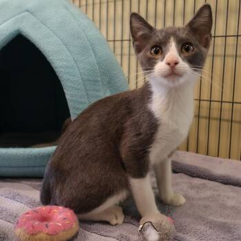 Enzo -  Domestic Short Hair Cat for Adoption in Saint Charles, Missouri - Enzo | PetCurious