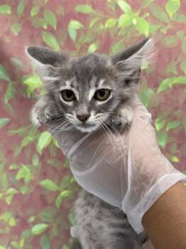 BONDI -  Domestic Medium Hair Cat for Adoption in San Antonio, Texas - BONDI | PetCurious