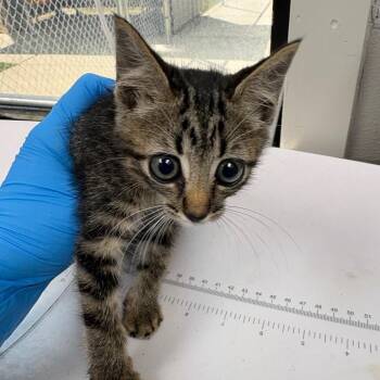 BamBam -  Domestic Short Hair Cat for Adoption in Columbiana, Alabama - BamBam | PetCurious