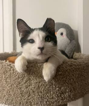 Rescue Domestic Short Hair Cats for Adoption in Philadelphia, Pennsylvania - Fabio Frazer | PetCurious