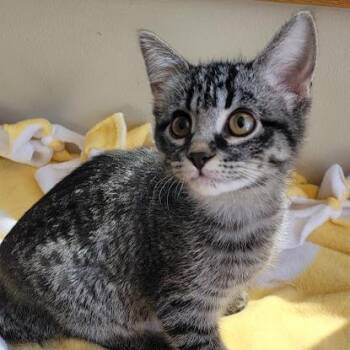 Marble -  Domestic Short Hair Cat for Adoption in Grand Island, Nebraska - Marble | PetCurious