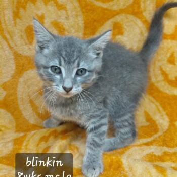 Blinkin -  Domestic Short Hair Cat for Adoption in New Tazewell, Tennessee - Blinkin | PetCurious
