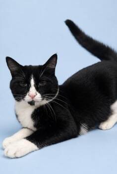 Magnus -  Domestic Short Hair Cat for Adoption in Morton Grove, Illinois - Magnus | PetCurious