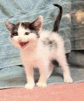 Emma -  Domestic Short Hair Cat for Adoption in Elizabethtown, North Carolina - Emma | PetCurious