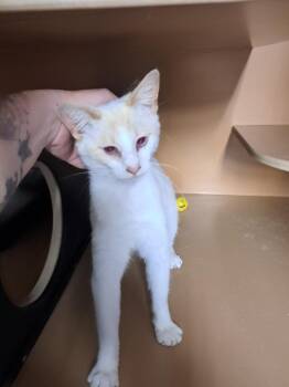 Siamese Cats Available for Adoption - Maria | PetCurious