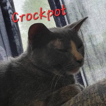 Crockpot -  Domestic Short Hair Cat for Adoption in Hutchinson, Minnesota - Crockpot | PetCurious