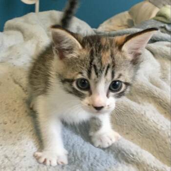 Rescue Domestic Short Hair Cats for Adoption in Austin, Texas - Willow 2 | PetCurious