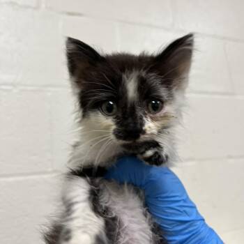 SVAS-Stray-39427 -  Domestic Medium Hair Cat for Adoption in Lyndhurst, Virginia - SVAS-Stray-39427 | PetCurious