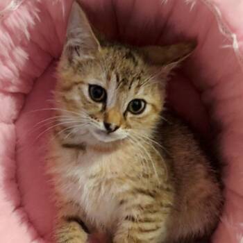 Domestic Short Hair Cats Available for Adoption in North Port, Florida - Gracie | PetCurious