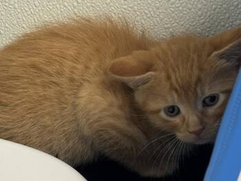 Domestic Short Hair Cats Available for Adoption in St. Cloud, Minnesota - Butterscotch | PetCurious