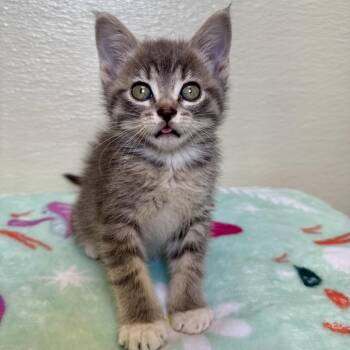 Domestic Short Hair Cats Available for Adoption in Pekin, Illinois - Grape | PetCurious
