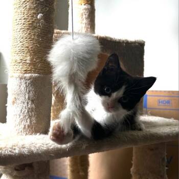 Domestic Medium Hair Cats Available for Adoption in South Riding, Virginia - Blaze | PetCurious