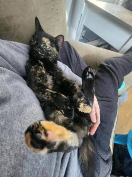 Domestic Short Hair Cats Available for Adoption - Ladybug | PetCurious