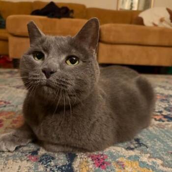Domestic Short Hair Cats Available for Adoption in Philadelphia, Pennsylvania - Agnes | PetCurious