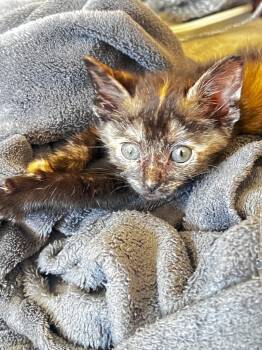 Rescue Domestic Short Hair Cats for Adoption in Johnson City, Tennessee - Myrtle | PetCurious