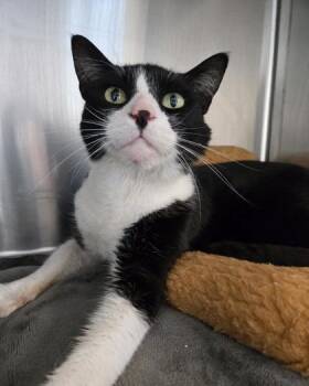 Domestic Short Hair Cats Available for Adoption - Mufasa | PetCurious