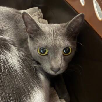 Tuxedo -  Domestic Short Hair Cat for Adoption in Greensboro, North Carolina - Tuxedo | PetCurious