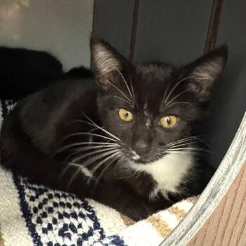 Denise -  Domestic Short Hair Cat for Adoption in West Palm Beach, Florida - Denise | PetCurious