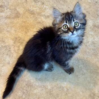 Willow  -  Domestic Long Hair Cat for Adoption in Cambria, California - Willow  | PetCurious