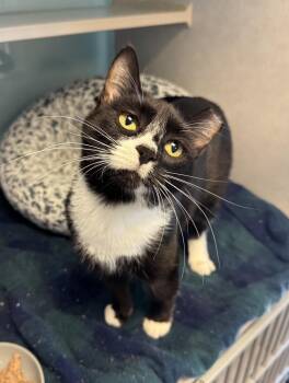 Nova -  Tuxedo Cat for Adoption in Albuquerque, New Mexico - Nova | PetCurious
