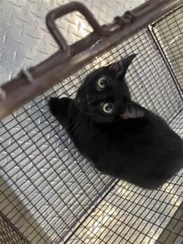 CYNTHIA -  Domestic Short Hair Cat for Adoption in San Antonio, Texas - CYNTHIA | PetCurious