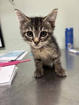 Domestic Short Hair Cats Available for Adoption in Picayune, Mississippi - Lovie | PetCurious
