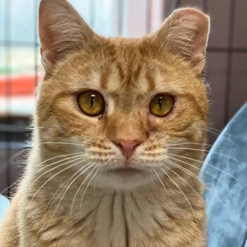 Domestic Short Hair and Tabby Cats Available for Adoption - Enoch | PetCurious