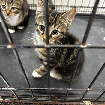 Diego -  Domestic Short Hair Cat for Adoption in Philadelphia, Pennsylvania - Diego | PetCurious