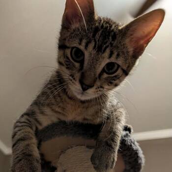 Hooligan -  Domestic Short Hair Cat for Adoption in Memphis, Tennessee - Hooligan | PetCurious