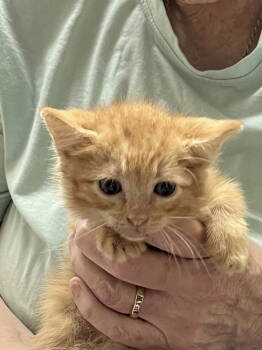 Rescue Domestic Short Hair Cats for Adoption in Fort Worth, Texas - Rusty | PetCurious