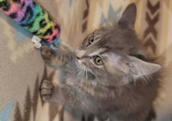 Thorin -  Domestic Medium Hair Cat for Adoption in Deltona, Florida - Thorin | PetCurious