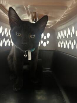 Rescue Domestic Short Hair Cats for Adoption in West Chester, Pennsylvania - Pepper | PetCurious