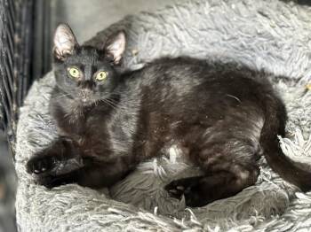 Domestic Short Hair Cats Available for Adoption in Johnson City, Tennessee - Grace | PetCurious