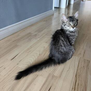 Caden -  Domestic Medium Hair Cat for Adoption in Mission Viejo, California - Caden | PetCurious