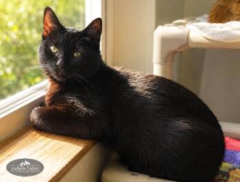 Fred -  Domestic Short Hair Cat Available for Adoption in Grayling, Michigan - Fred | PetCurious