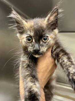 Eramis -  Domestic Medium Hair Cat for Adoption in Wichita, Kansas - Eramis | PetCurious