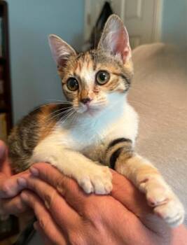 Sadie -  Torbie and Calico Cat for Adoption in Tehachapi, California - Sadie | PetCurious