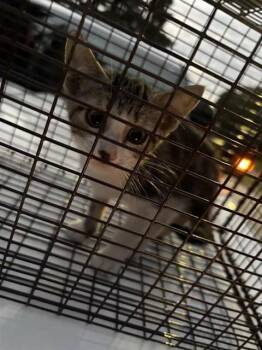 A661273 -  Domestic Short Hair Cat for Adoption in Houston, Texas - A661273 | PetCurious