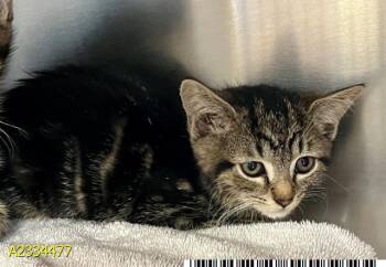 A2334477 -  Domestic Short Hair Cat Available for Adoption in West Palm Beach, Florida - A2334477 | PetCurious
