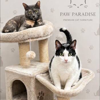 Prince and Chica -  Domestic Short Hair Cat Available for Adoption in Miami, Florida - Prince And Chica | PetCurious
