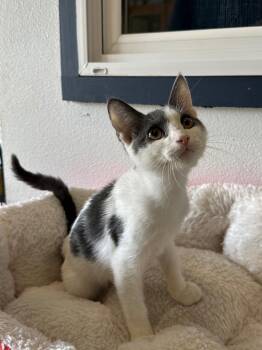 Ansel -  Domestic Short Hair Cat for Adoption in Newberg, Oregon - Ansel | PetCurious