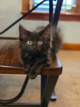 Briar -  Domestic Long Hair Cat for Adoption in New Cumberland, West Virginia - Briar | PetCurious