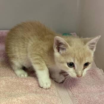 Winky -  Domestic Short Hair Cat for Adoption in Harrisonburg, Virginia - Winky | PetCurious
